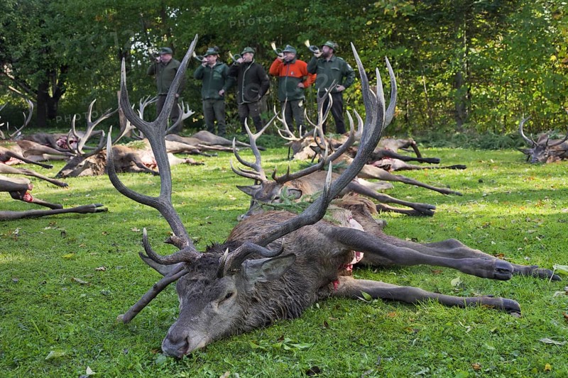 Shot Red Deer