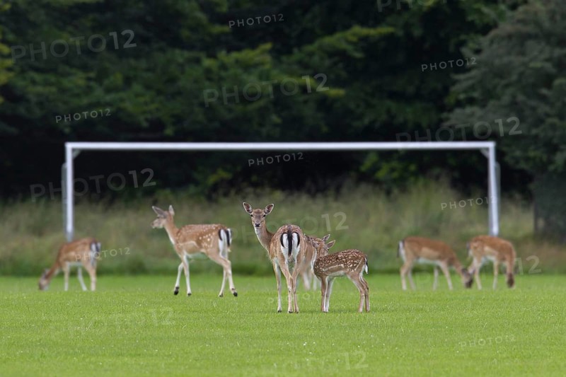 Fallow deer