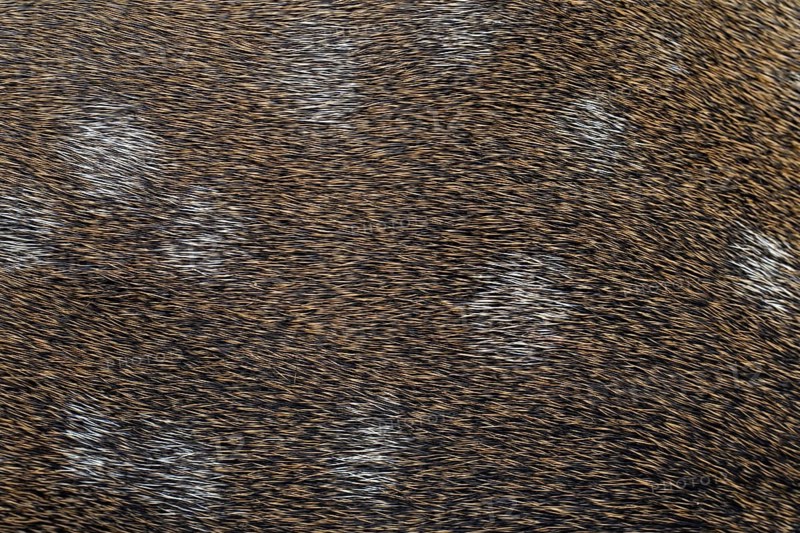 Fallow deer