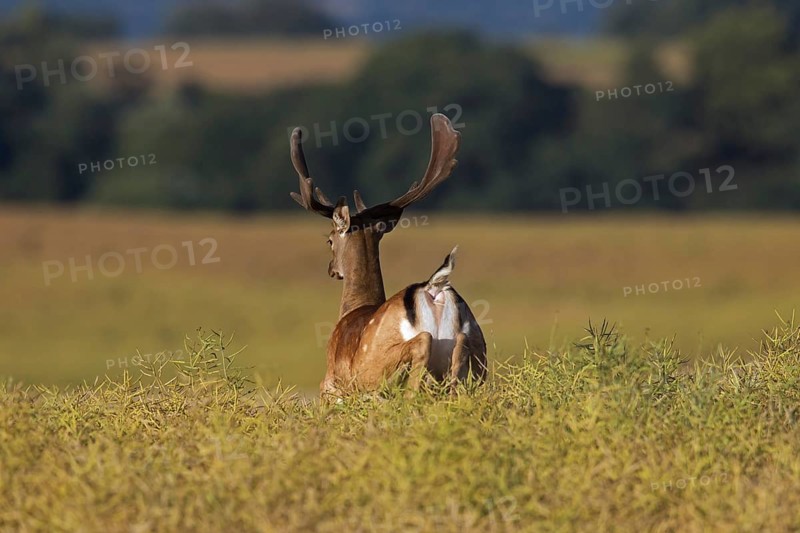 Fallow deer