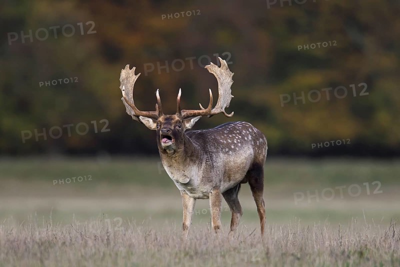 Fallow deer