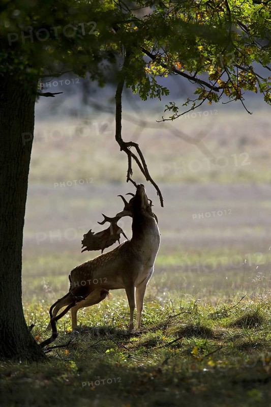 Fallow deer