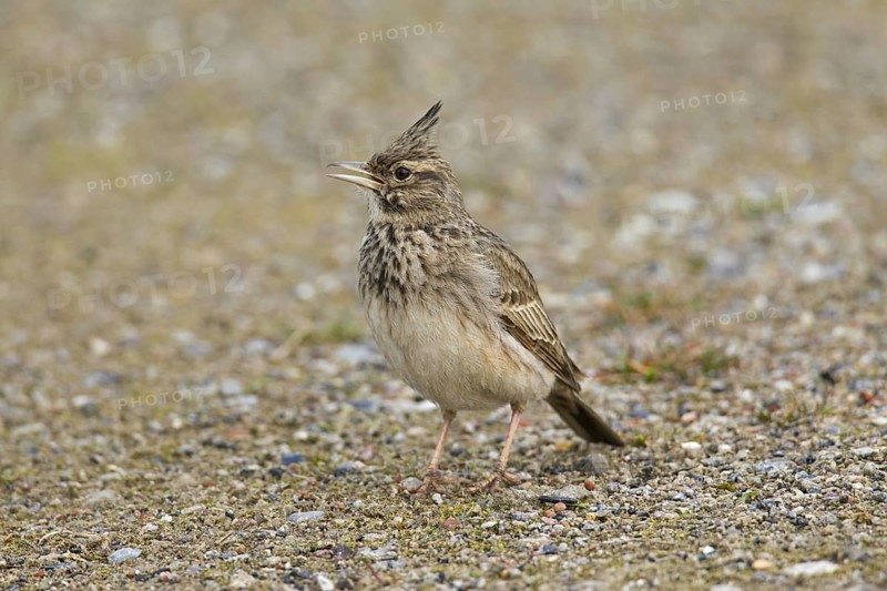 Crested lark