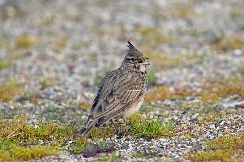 Crested lark