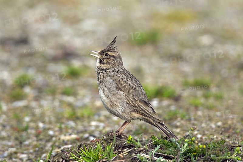 Crested lark