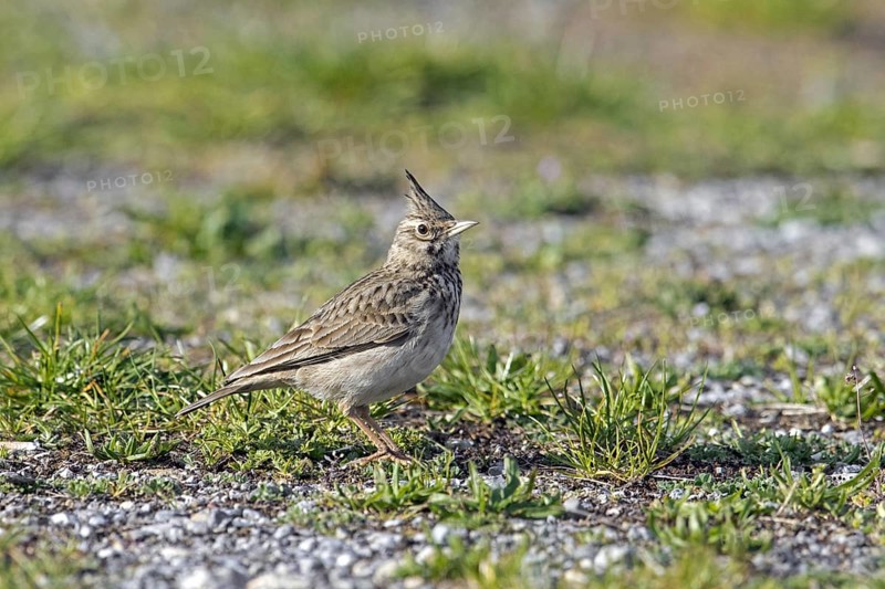 Crested lark