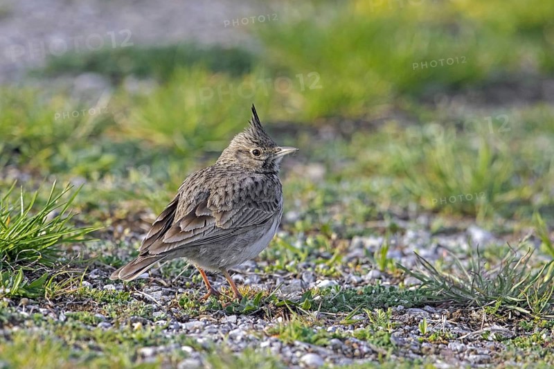 Crested lark