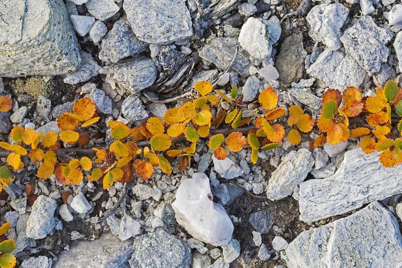 Dwarf birch