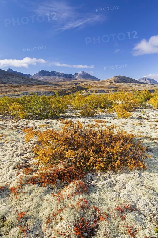 Dwarf birch