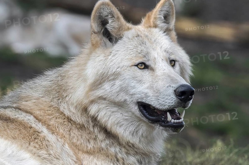Northwestern wolf