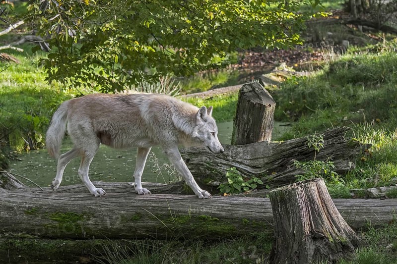 White Northwestern wolf
