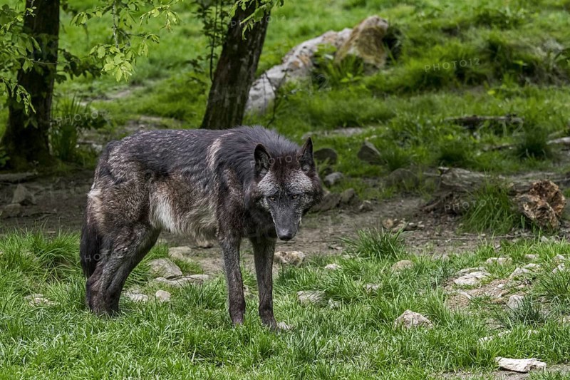 Black Northwestern wolf