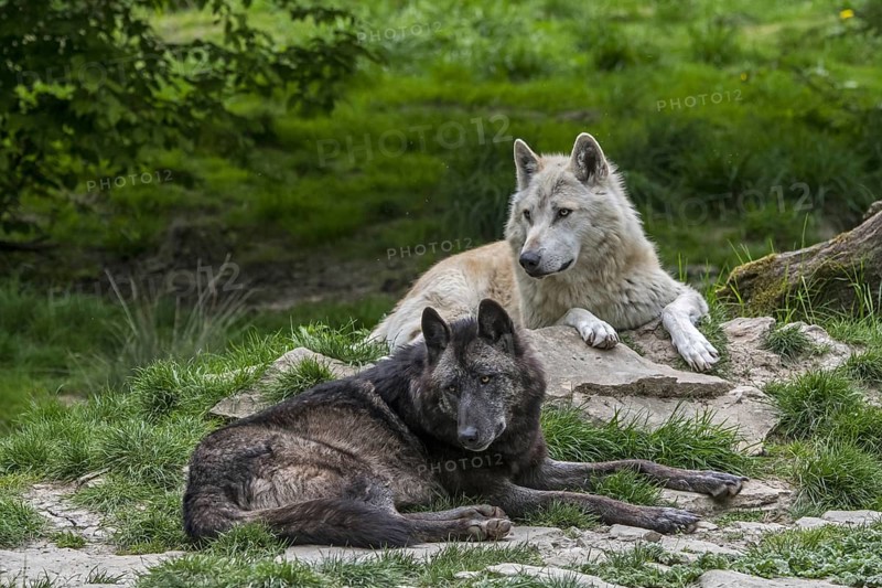 Black and white Northwestern wolves