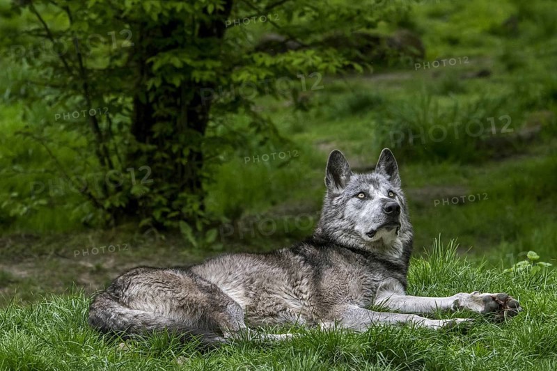 Black Northwestern wolf