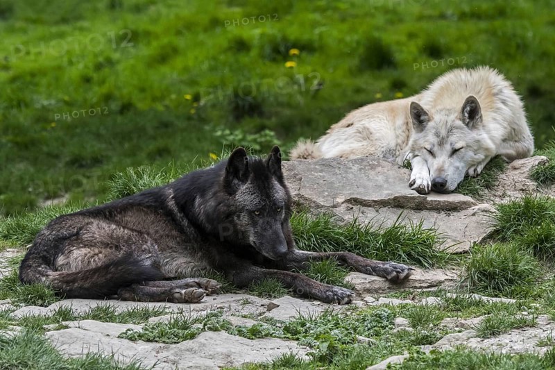 Northwestern wolf