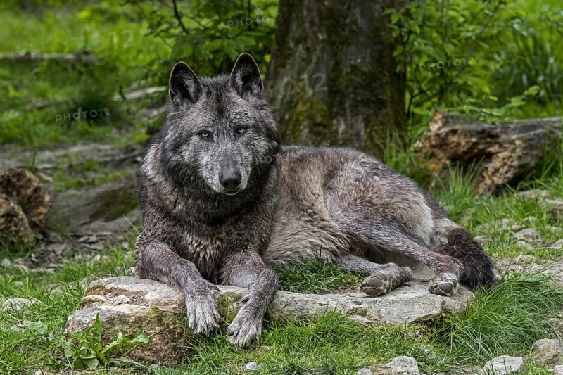Black Northwestern wolf