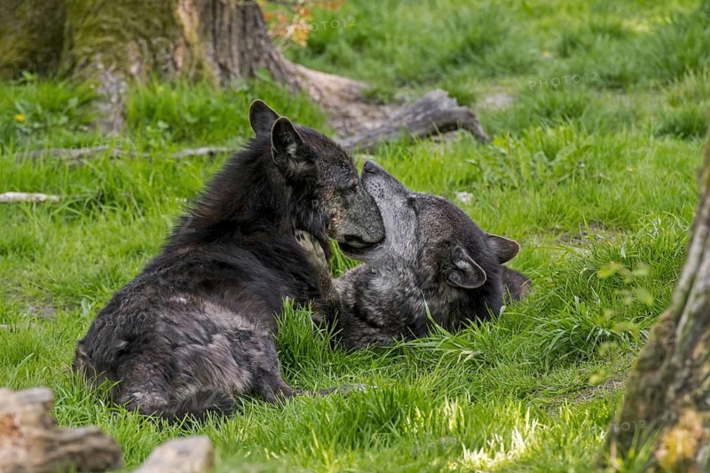Two black Alaskan Northwestern timber wolves