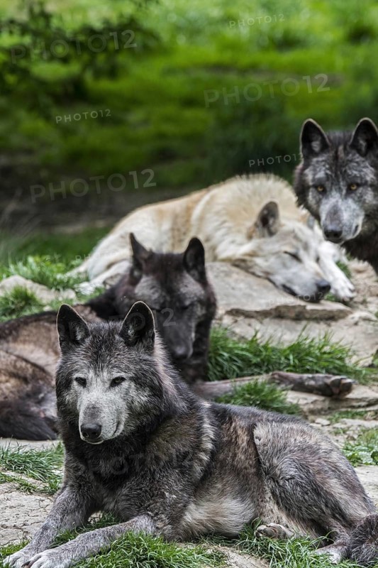 Pack of black and white Northwestern wolves