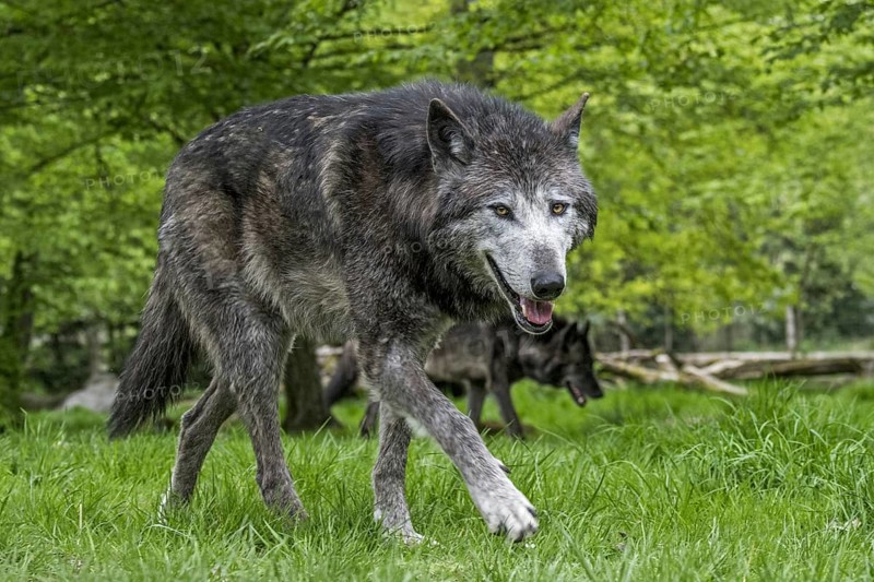 Two black Northwestern wolves