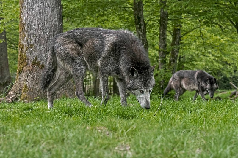 Two black Northwestern wolves