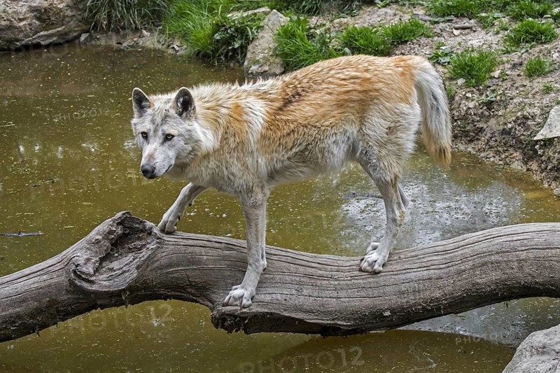 White Northwestern wolf