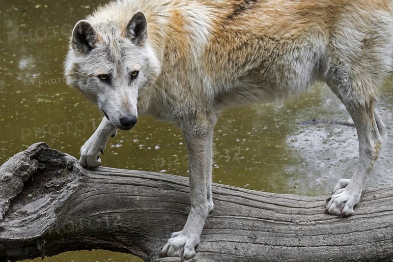 White Northwestern wolf