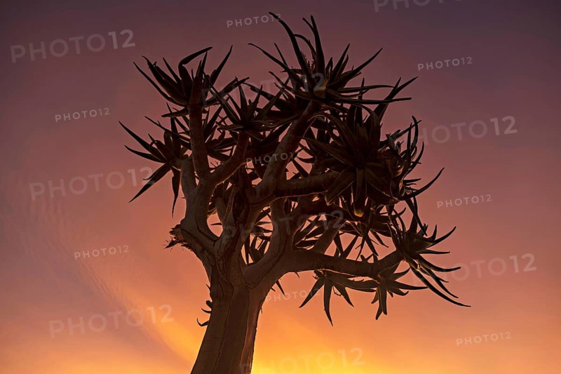 Quiver tree