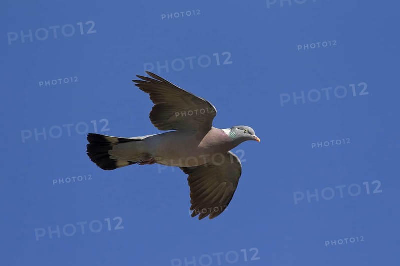 Common Wood Pigeon