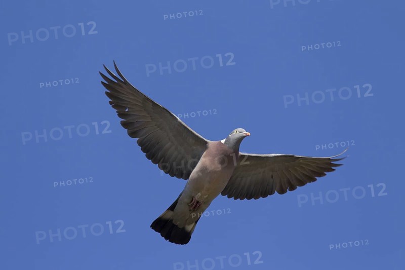 Common Wood Pigeon