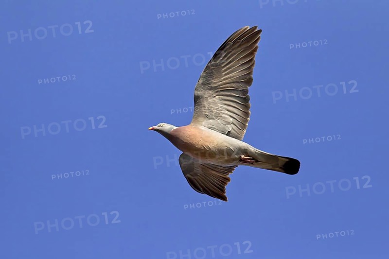 Common Wood Pigeon