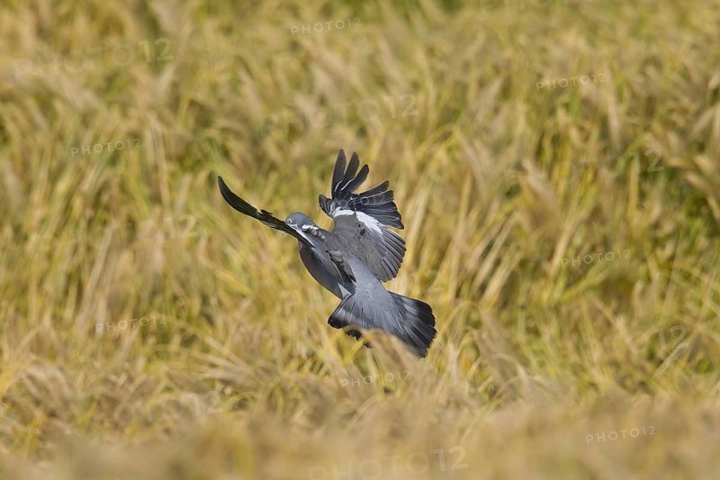 Common Wood Pigeon