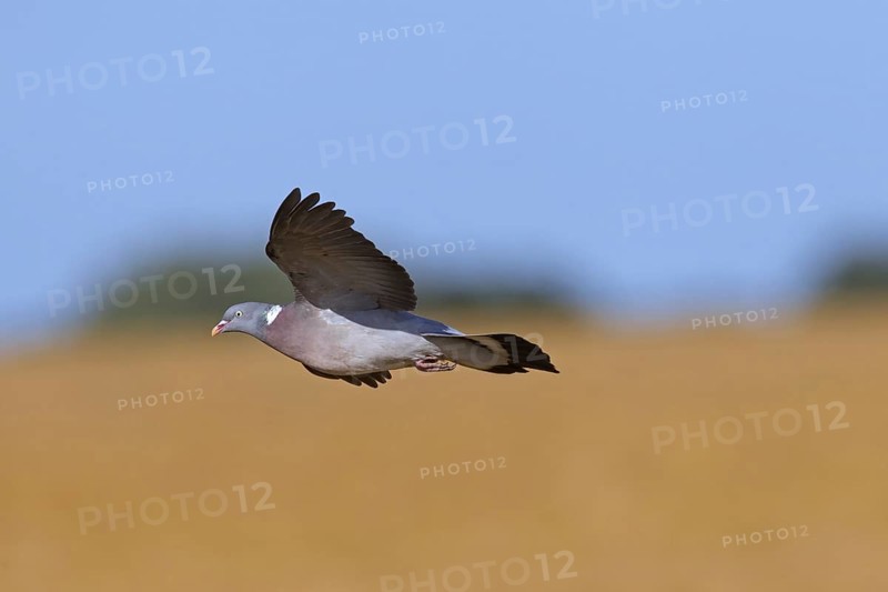 Common Wood Pigeon