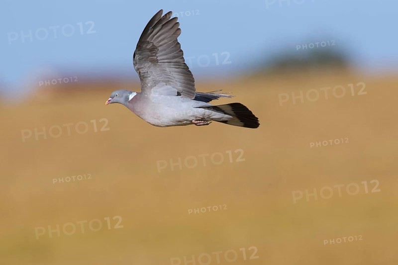 Common Wood Pigeon