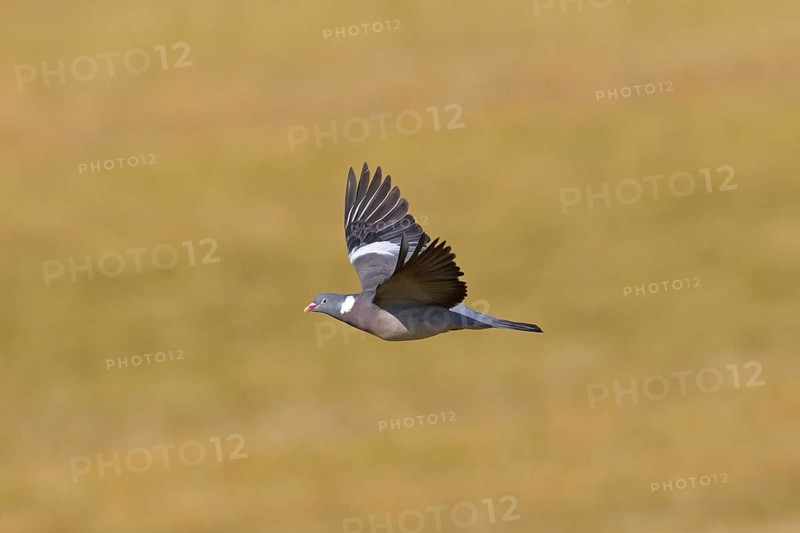 Common Wood Pigeon