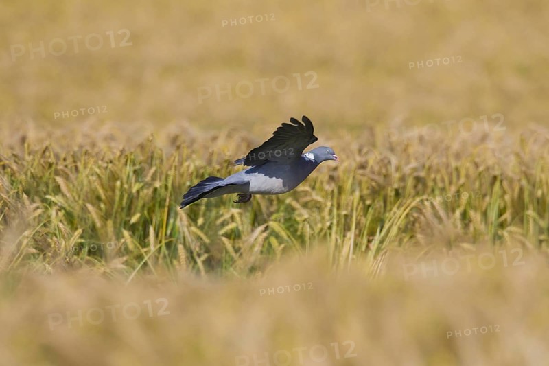 Common Wood Pigeon