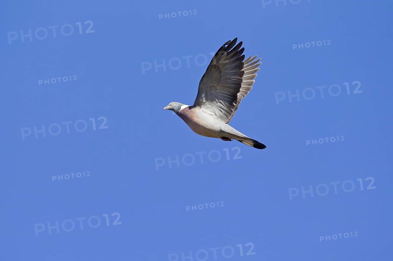 Common Wood Pigeon