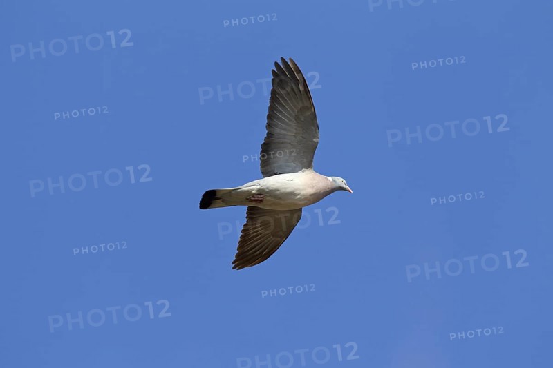 Common Wood Pigeon