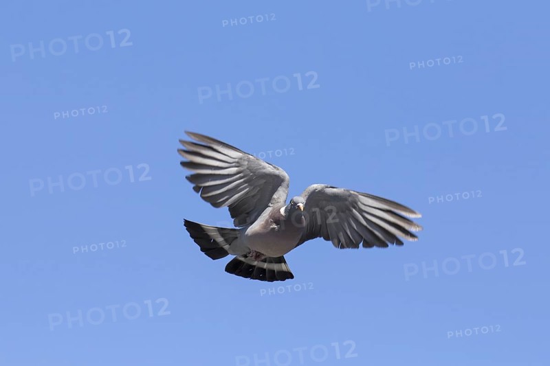 Common wood pigeon