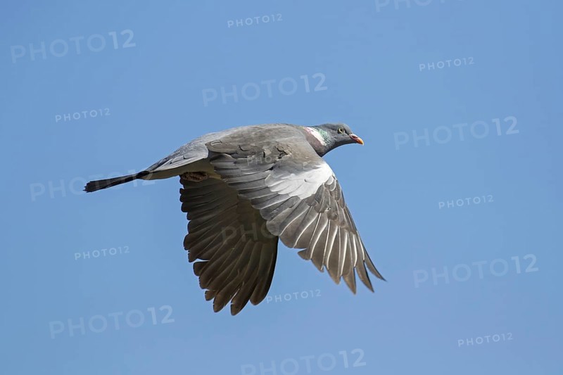 Common wood pigeon