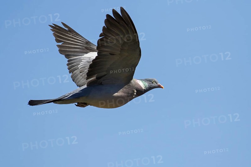 Common wood pigeon