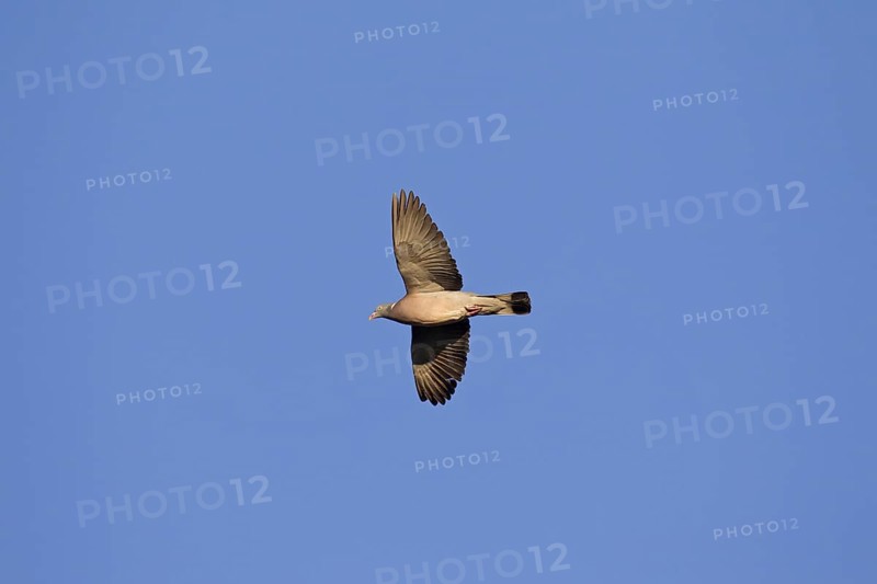 Common wood pigeon
