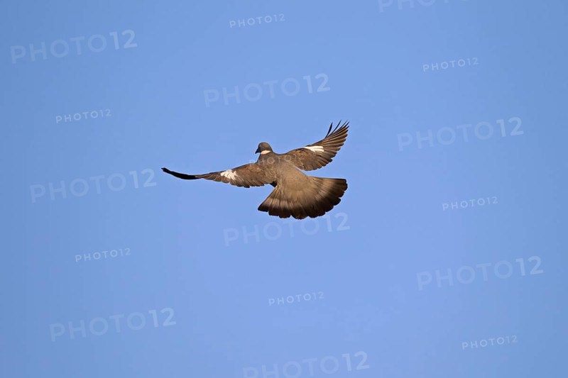 Common wood pigeon