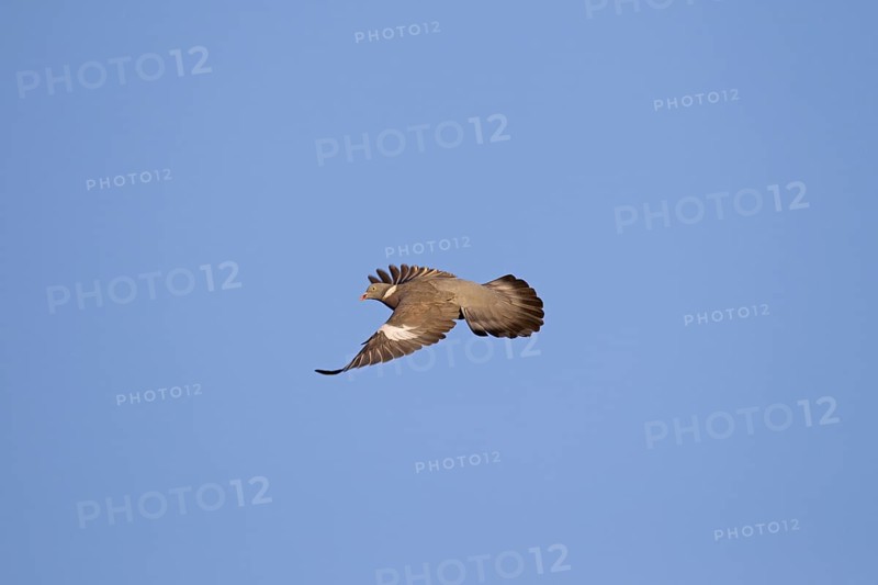 Common wood pigeon