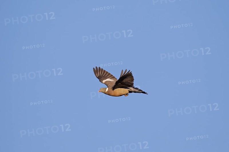 Common wood pigeon