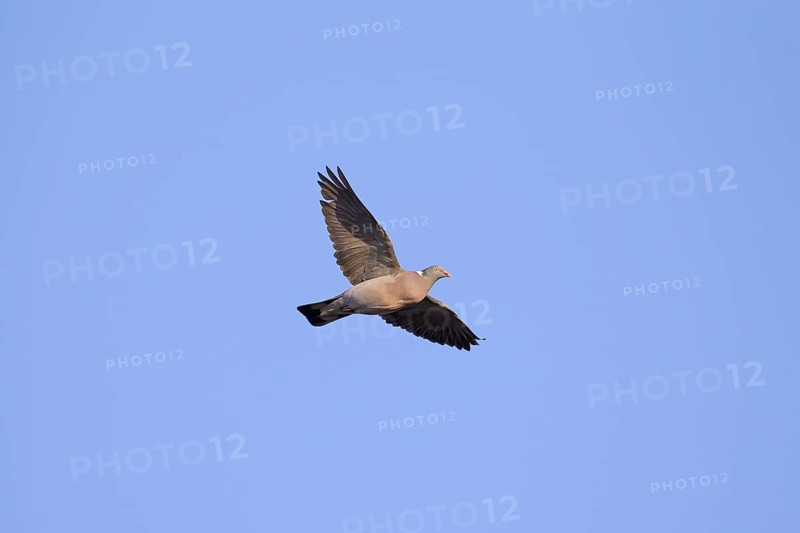 Common wood pigeon