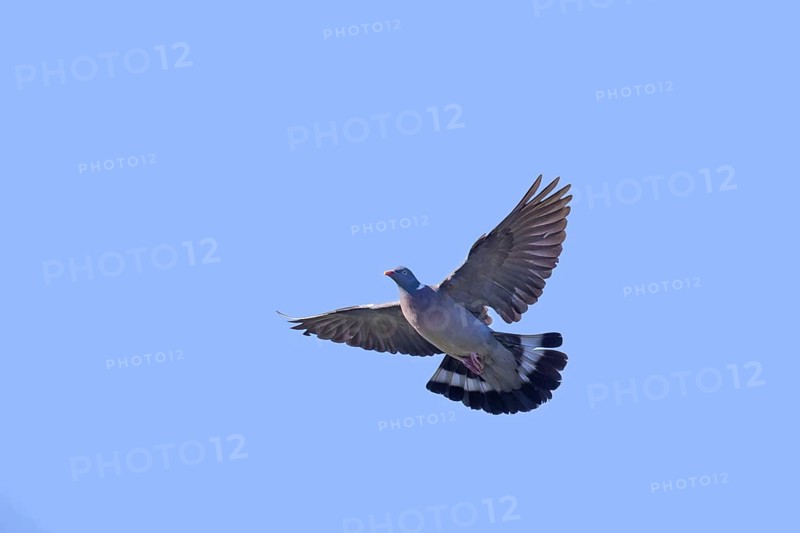 Common wood pigeon