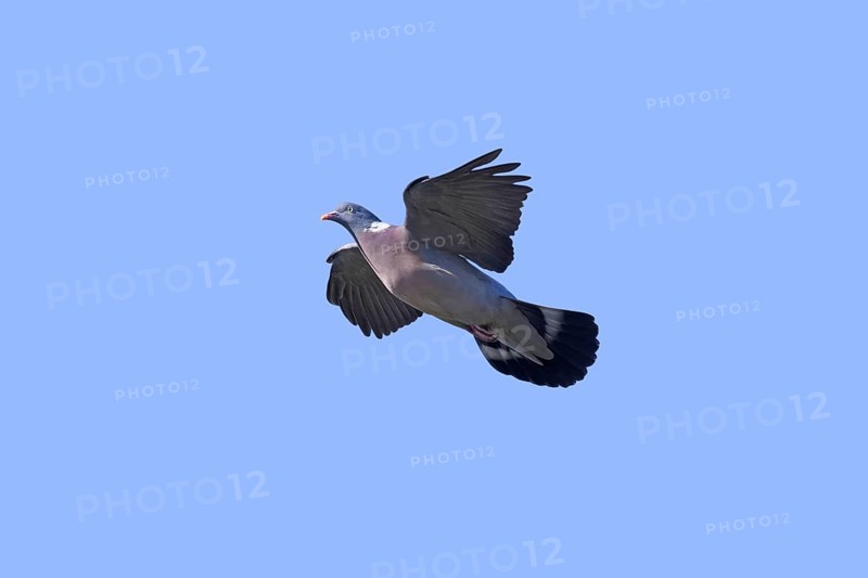 Common wood pigeon