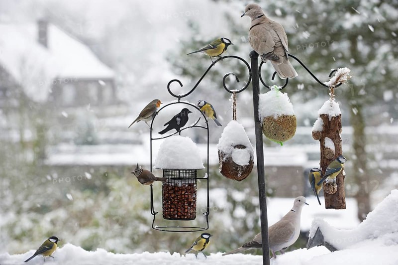 Songbirds feeding on nuts