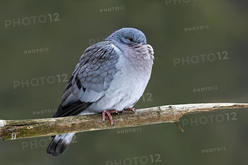 Stock dove