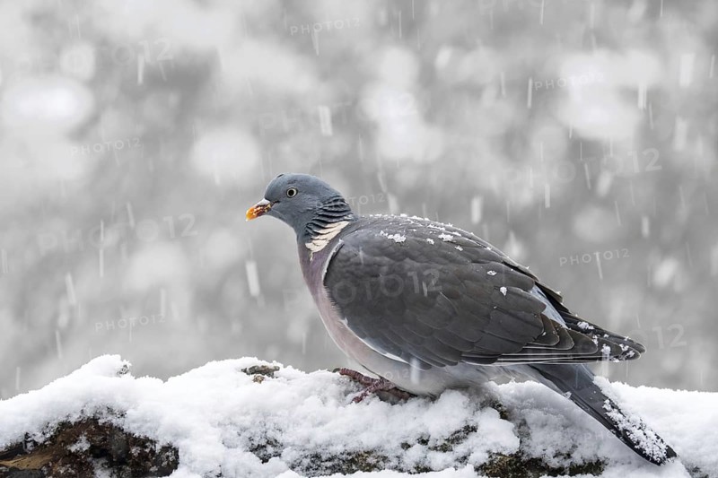 Common wood pigeon